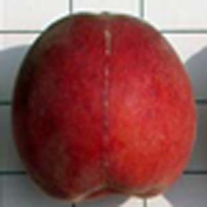 Prunus persica 'Flavorich' 