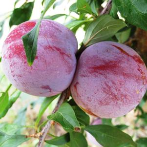 Prunus salicina 'Ozark Premier' 