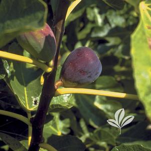 Ficus carica 'Texas Everbearing' 