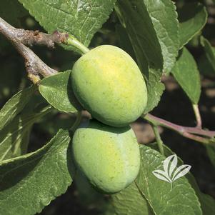 Prunus 'Green Gage' 