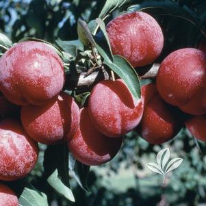 Prunus 'Satsuma' 