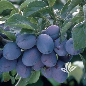 Prunus 'Italian' 
