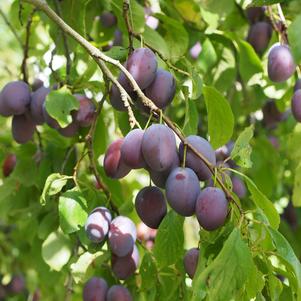 Prunus 'French Prune' 
