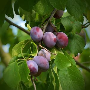 Prunus 'Six Weeks' 