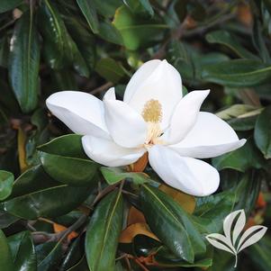 Magnolia grandiflora 