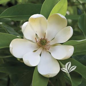 Magnolia virginiana 'Sweetbay' 