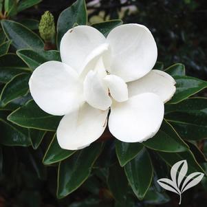 Magnolia grandiflora 'Little Gem' 