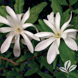 Magnolia stellata 'Royal Star' 