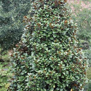 Magnolia grandiflora 'Southern Charm' 