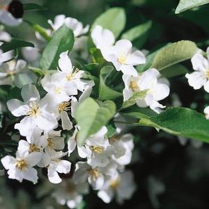 Malus sargentii 'Select A' 