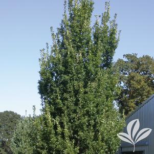 Quercus x warei 'Long' 