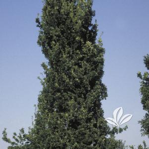 Quercus robur 'Fastigiata' 