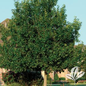 Quercus shumardii 