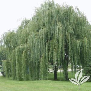 Salix babylonica 