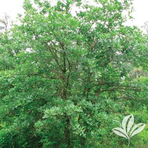 Quercus stellata 