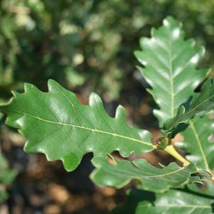 Quercus robur 'Wandell' 