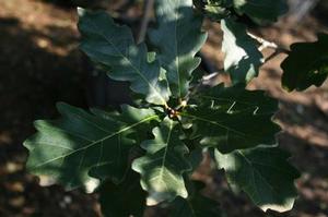 Quercus robur 