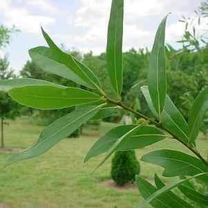 Quercus laurifolia 