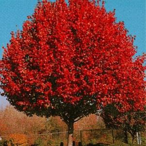 Pyrus calleryana 'Autumn Blaze' 