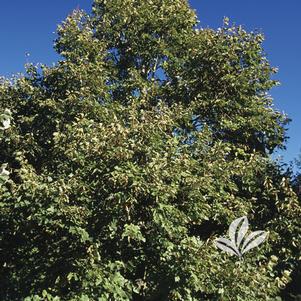 Tilia americana X euchlora 'Redmond' 