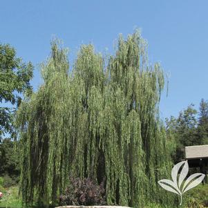 Salix x blanda 