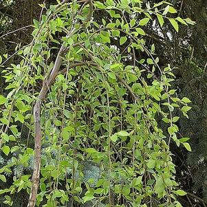 Betula nigra 'Summer Cascade' 