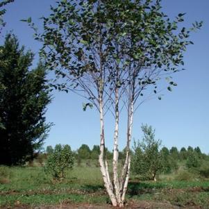 Betula nigra 'Whit XXV' 