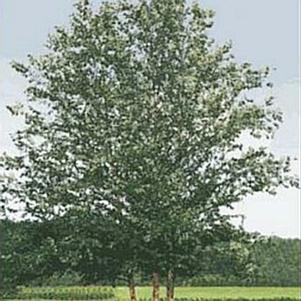 Betula nigra 'BNMTF' 