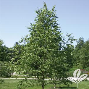 Betula nigra 'BNMTF' 