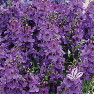 Angelonia angustifolia 'Carita Purple' 