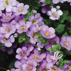 Bacopa 'Scopia Great Classic Pink' 