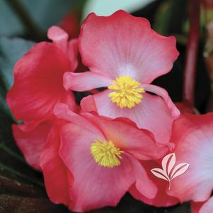 Begonia 'Whopper Red with Bronze Leaf' 