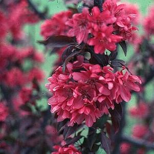 Argyranthemum frutescens 'Sweets' 