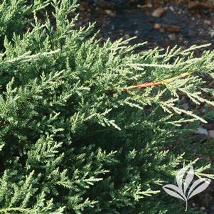 Juniperus chinensis 'Kallays Compacta' 