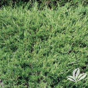 Juniperus chinensis sargentii 'Viridis' 