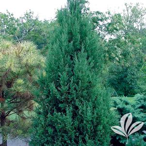 Juniperus chinensis 'Perfecta' 
