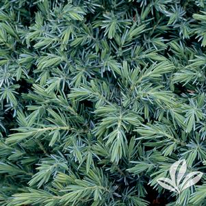 Juniperus conferta 'Blue Pacific' 