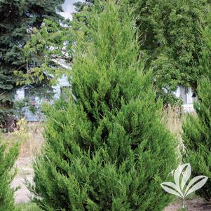 Juniperus chinensis 'Spartan' 