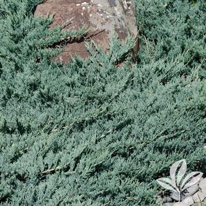 Juniperus horizontalis 'Wiltonii' 