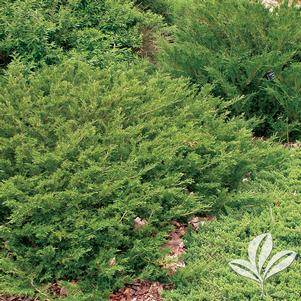 Juniperus sabina 'Skandia' 