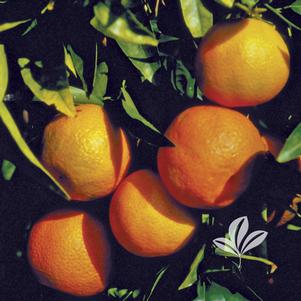 Citrus reticulata var. satsuma 