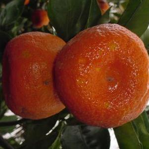 Citrus reticulata 'Gremoy79' 