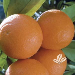 Citrus sinensis 