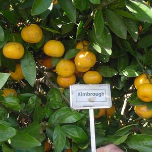 Citrus unshiu 'Kimbrough' 