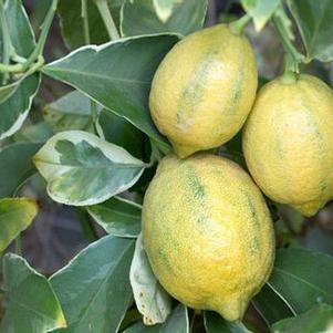 Citrus limon 'Variegated Meyer' 