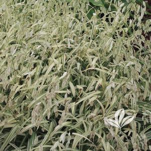 Chasmanthium latifolium 'River Mist' 