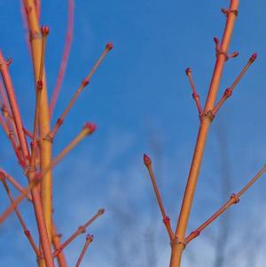 Acer palmatum 'Bihou' 