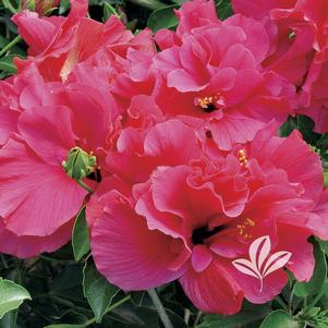 Hibiscus rosa-sinensis 'Double Classic Pink' 